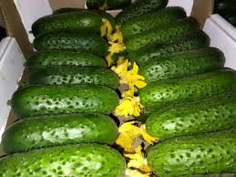 Купимо огірки від 20 тон оптом по всій Україні- фото № 1