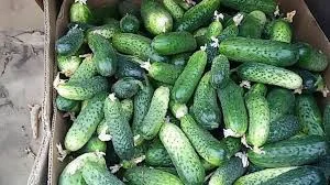 Купимо грунтові огірки оптом від 10-20 т по всій Україні- фото № 1
