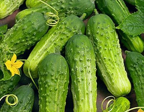 Куплю огурок оптом по всій Україні- фото № 1
