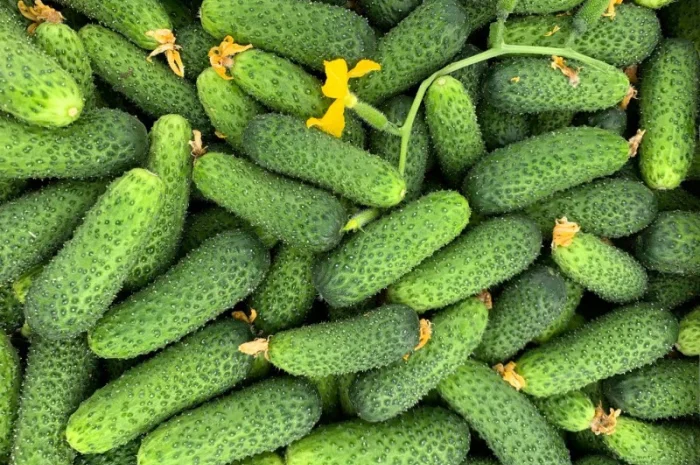 Реалізація агропродукції від фермерських господарств- фото № 1