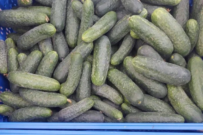 Продам огурец- фото № 2