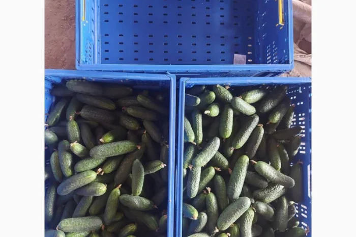 Продам огурец- фото № 3