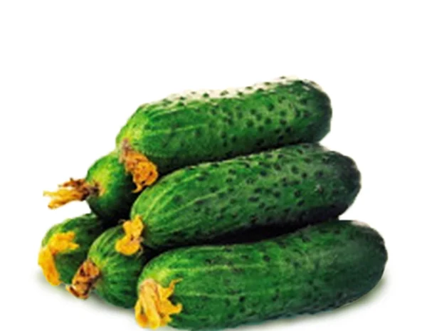 Куплю огурец кориншон, размер 6-9 мм- фото № 1