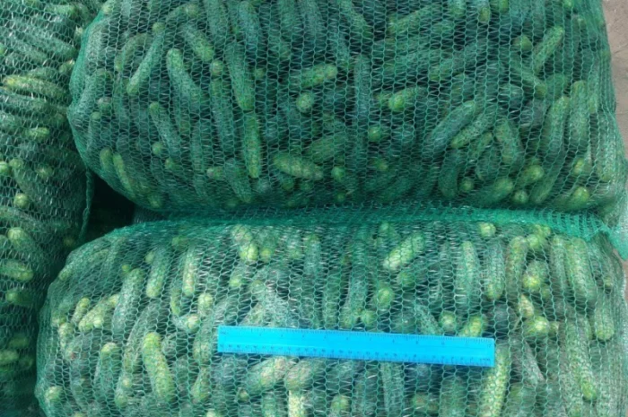 Огірок грунтовий- фото № 1