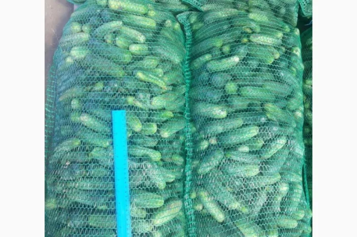 Огірок грунтовий- фото № 2