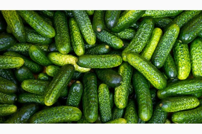 Закупаем огурец грунтовой/тепличный- фото № 1