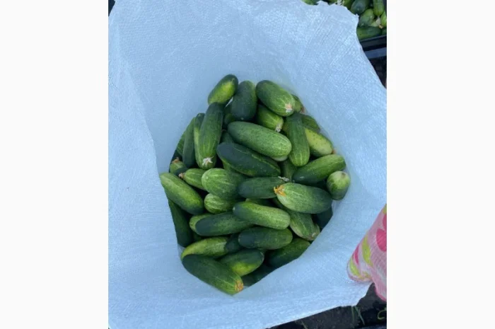 Продам польовий огірок- фото № 1