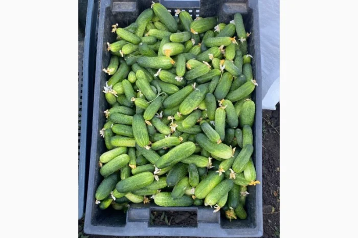 Продам польовий огірок- фото № 2