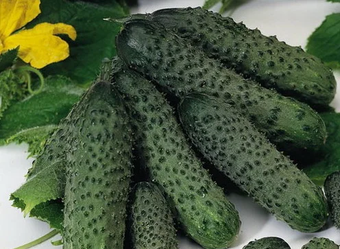 Компанія закуповує на постійній основі огірки корнішони (3-6 см)- фото № 1