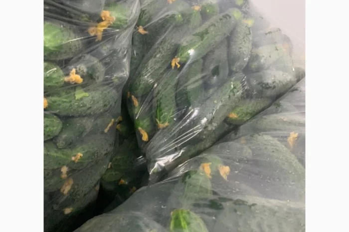 Огурец Румыния- фото № 1