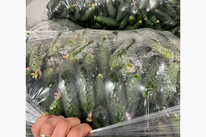 Огурец Румыния- фото № 11