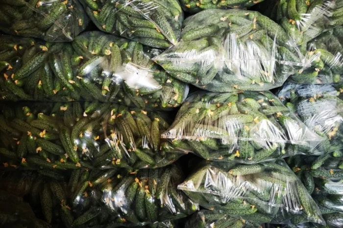 Огурец Румыния- фото № 2