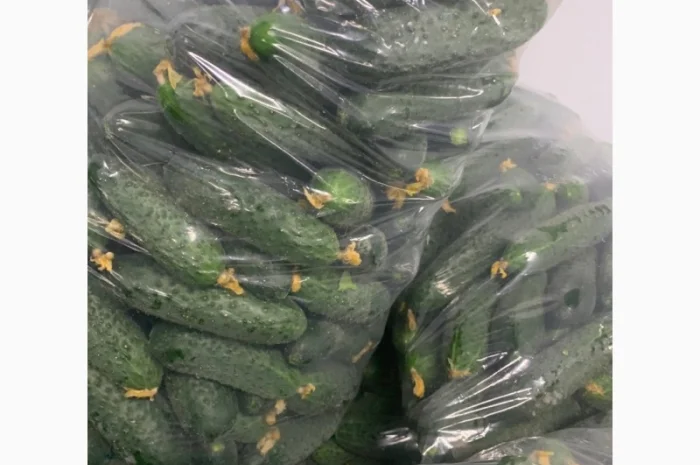 Огурец Румыния- фото № 3