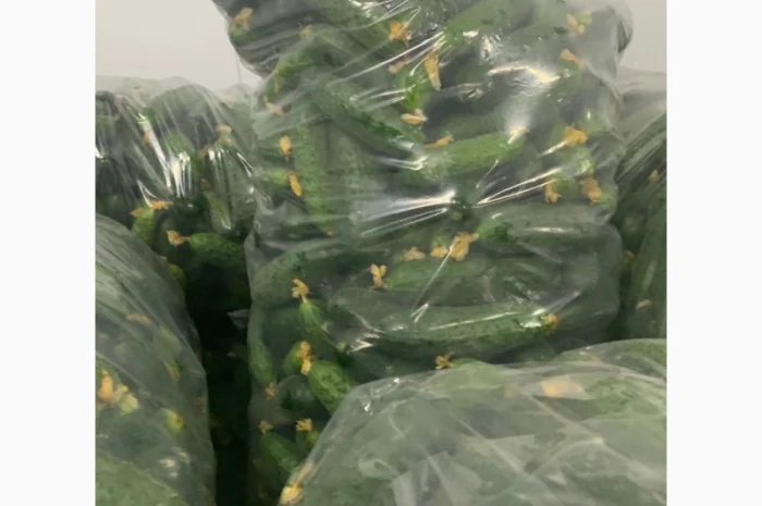 Огурец Румыния- фото № 5