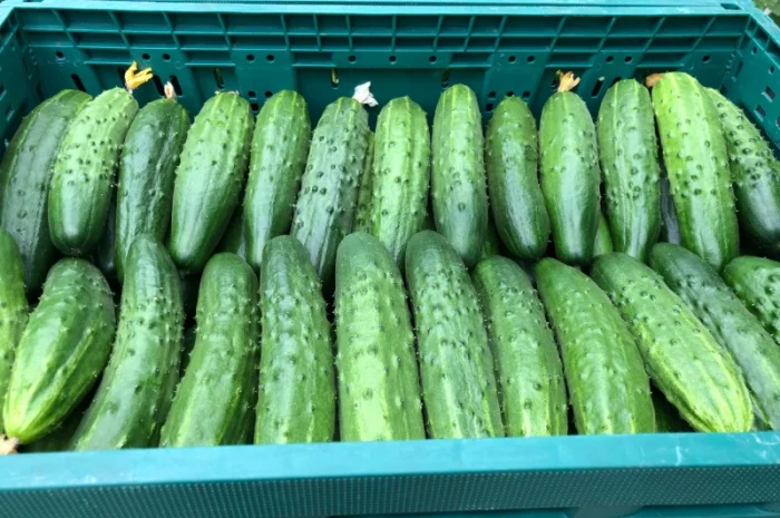 Продаж тепличного огірка сорту Єстафета- фото № 2