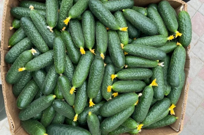 Огірок в об‘ємах можлива доставка- фото № 1