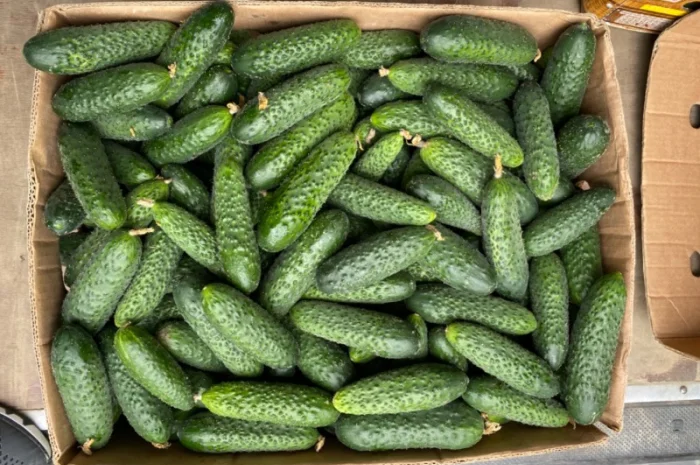 Огірок в об‘ємах можлива доставка- фото № 2
