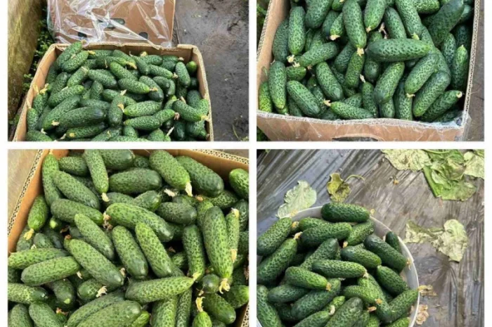 Огірок в об‘ємах можлива доставка- фото № 3