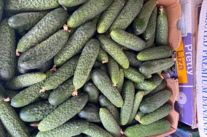 Огірок в об‘ємах можлива доставка- фото № 4