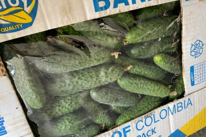 Огірок в об‘ємах можлива доставка- фото № 5