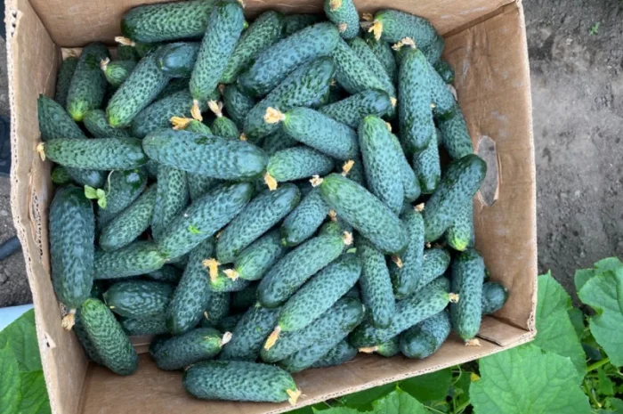 Огірок в об‘ємах можлива доставка- фото № 6