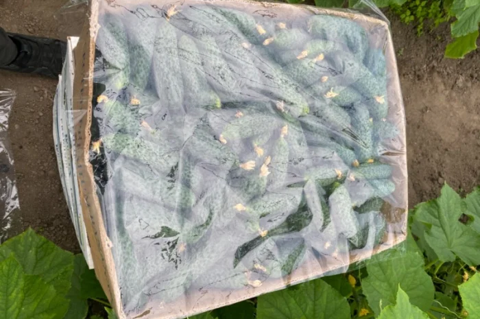 Огірок в об‘ємах можлива доставка- фото № 7