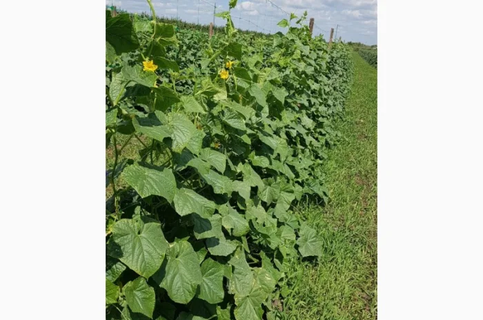 Продам огурец сорт Шакти- фото № 1