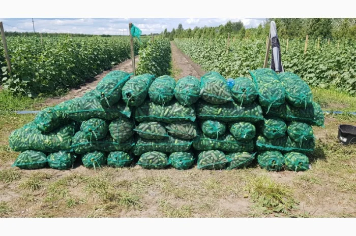 Продам огурец сорт Шакти- фото № 2