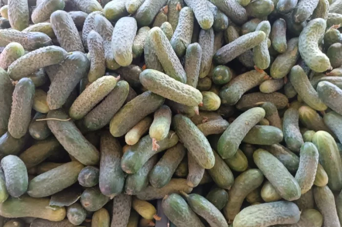 Продам огірки- фото № 1