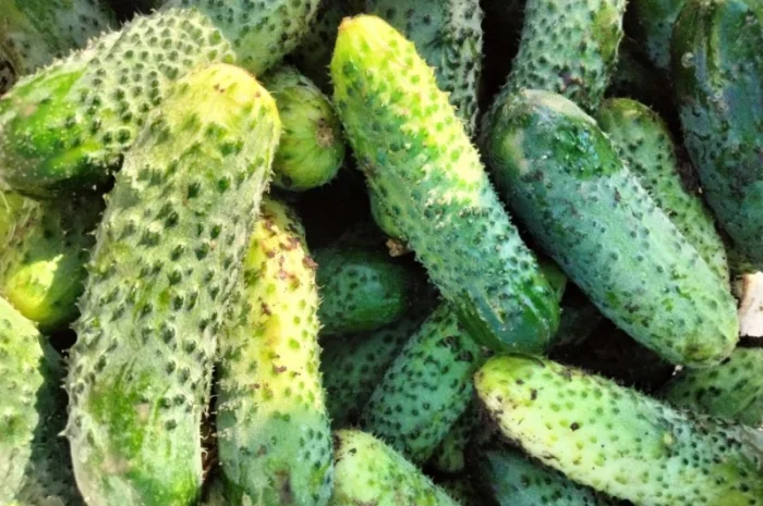 Огірок 8 - 10 см- фото № 1