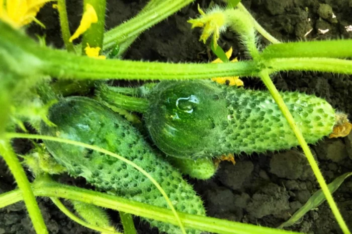 Огірок 8 - 10 см- фото № 2