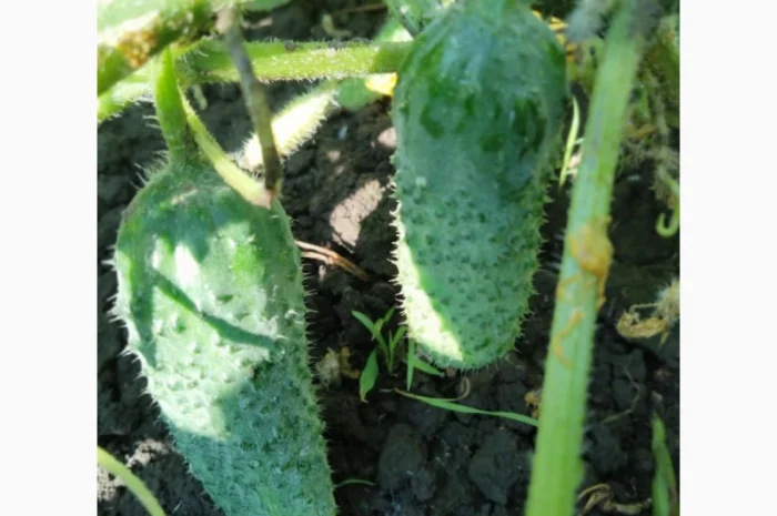 Огірок 8 - 10 см- фото № 3