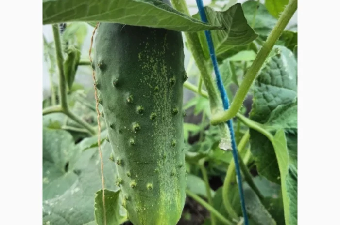 Огірок 8 - 10 см- фото № 4