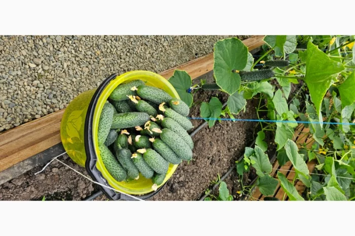 Продам огірки- фото № 1