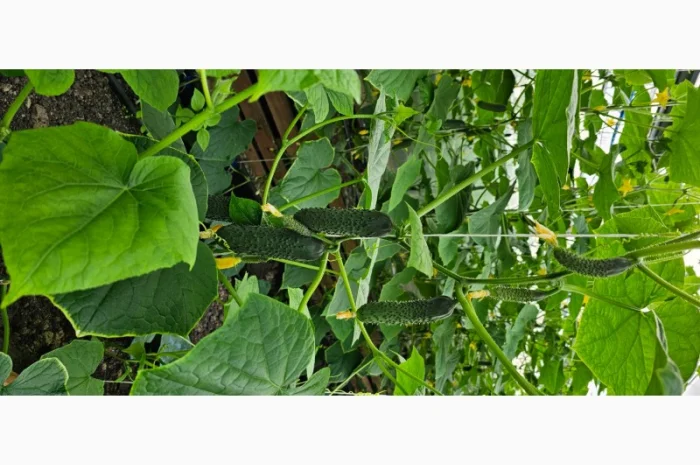 Продам огірки- фото № 2