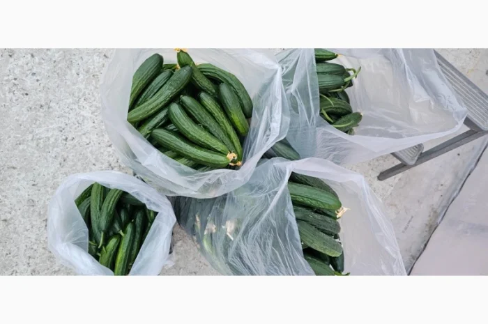 Продам огірки- фото № 3