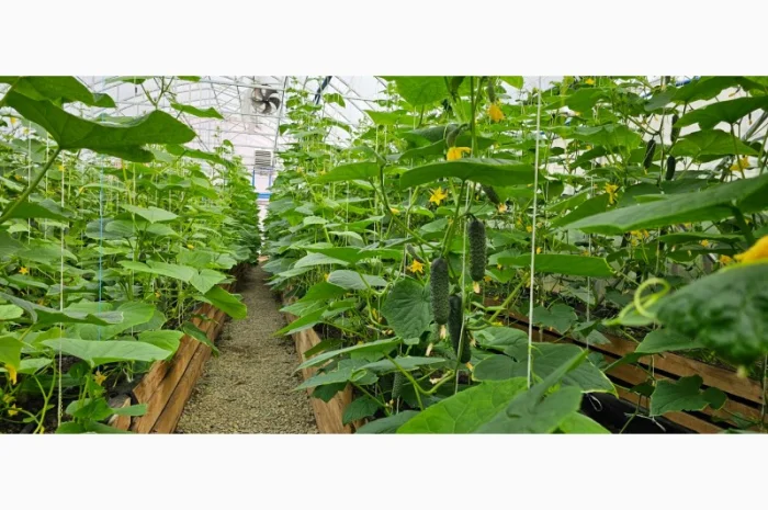 Продам огірки- фото № 4