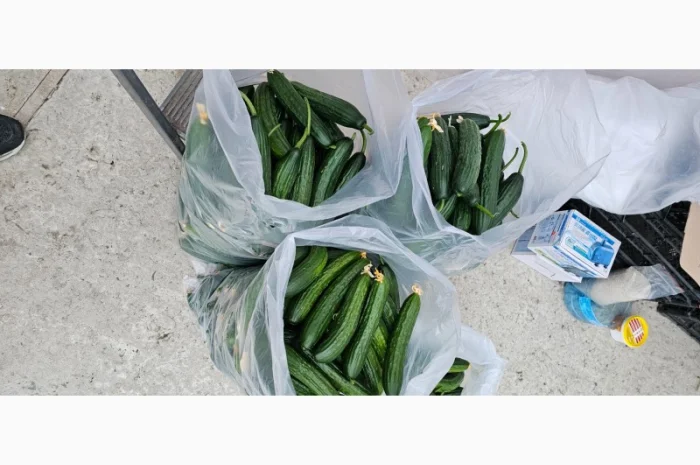 Продам огірки- фото № 5