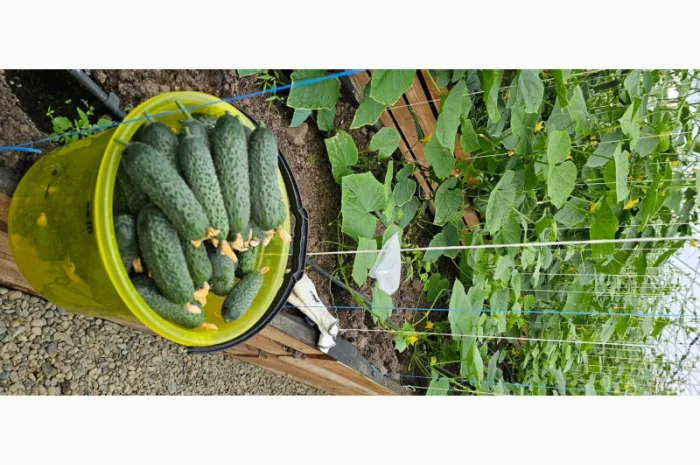 Продам огірки- фото № 8