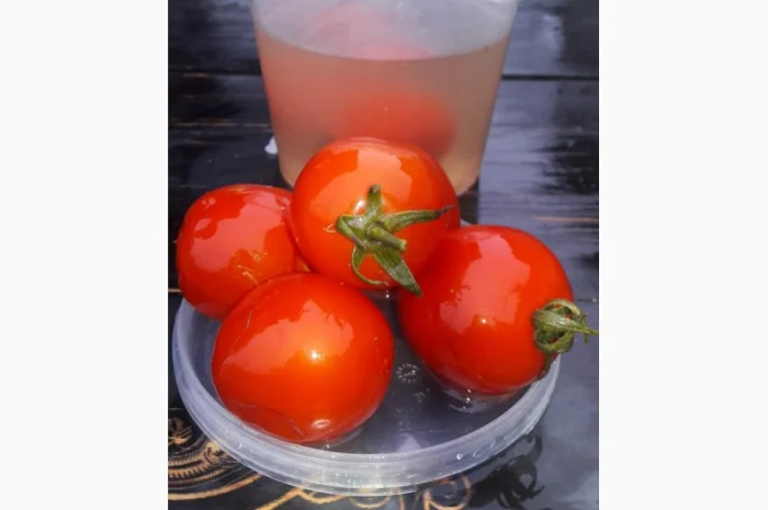 Продам соленый огурец- фото № 4