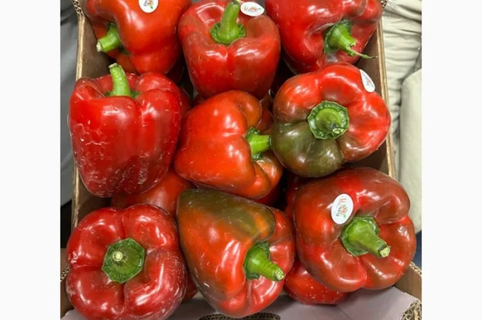 Червоний та жовтий солодкий перець Єгипет- фото № 1