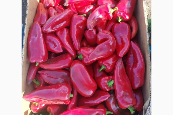 Продам свіжий солодкий перець Полет, Портека, Білозірку 5т- фото № 1