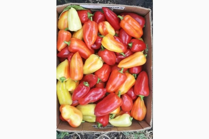 Продам свіжий солодкий перець Полет, Портека, Білозірку 5т- фото № 4