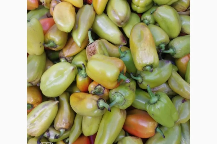 Продам зелений перець на переробку 2т у Новомосковському районі- фото № 1