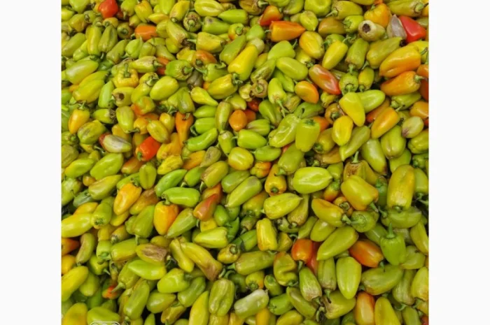 Продам зелений перець на переробку 2т у Новомосковському районі- фото № 2