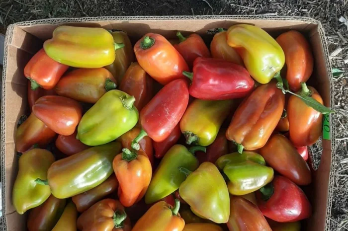 Продам Перець Політ солодкий ( не підмерзлий) 3т соковийтий та свіжий- фото № 1