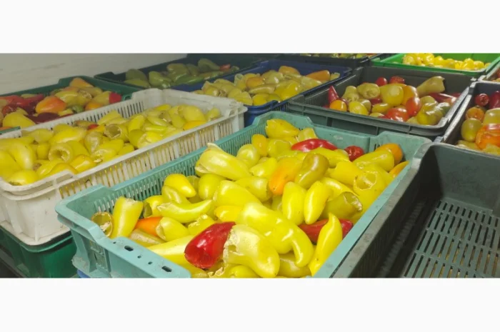 Продам замороженный перец коробочка або чешка- фото № 4