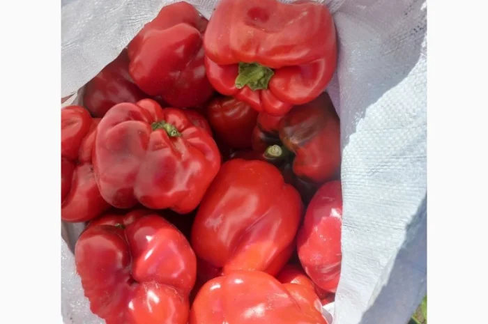 Продам червоний перець- фото № 2