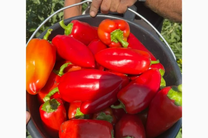 Продам червоний перець- фото № 5