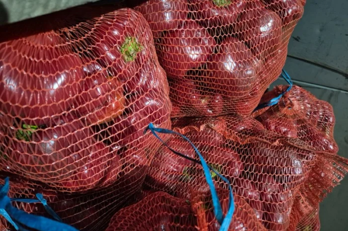 Продаю свіжий перець відмінної якості- фото № 1